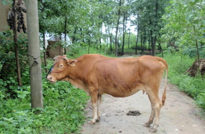 嘉兴最新求一个套医保卡的黄牛是真的吗方法分析(最方便真实的嘉兴求一个套医保卡的黄牛是真的吗还是假的方法)